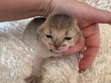 3 chatons Abyssins bleus LOOF à réserver