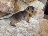 3 chatons Abyssins bleus LOOF à réserver