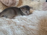 3 chatons Abyssins bleus LOOF à réserver