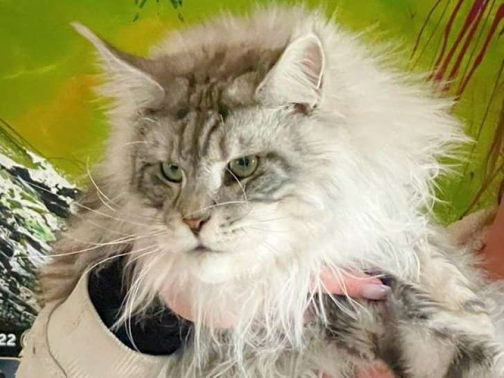 2 chatons Maine Coons mâles à acheter (LOOF)