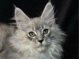 1 chaton femelle Maine Coon LOOF disponible à la vente