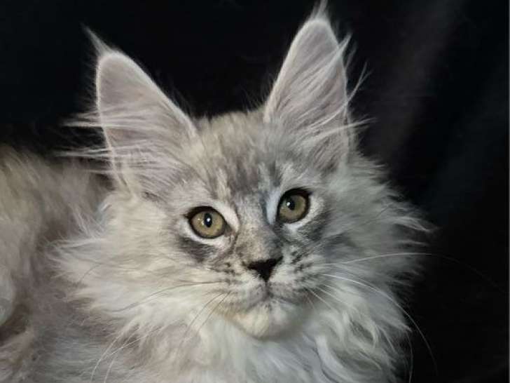 1 chaton femelle Maine Coon LOOF disponible à la vente
