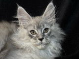 1 chaton femelle Maine Coon LOOF disponible à la vente