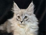 1 chaton femelle Maine Coon LOOF disponible à la vente