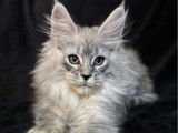 1 chaton femelle Maine Coon LOOF disponible à la vente