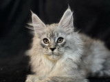 1 chaton femelle Maine Coon LOOF disponible à la vente