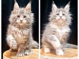 2 chatons mâles Maine Coons LOOF à réserver