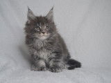 À réserver 2 chatons Maine Coons LOOF