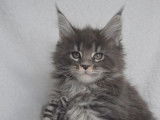 À réserver 2 chatons Maine Coons LOOF
