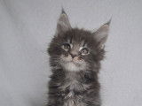 À réserver 2 chatons Maine Coons LOOF
