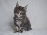 À réserver 2 chatons Maine Coons LOOF