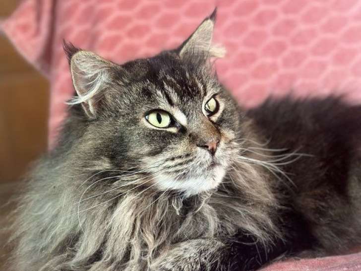Chatte Maine Coon brown LOOF de 4 ans à acheter