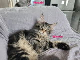 2 chatons Maine Coons LOOF disponibles à la vente