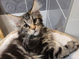 2 chatons Maine Coons LOOF disponibles à la vente