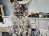 2 chatons Maine Coons LOOF disponibles à la vente