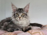 2 chatons Maine Coons LOOF disponibles à la vente