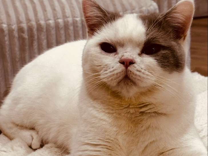 Mâle British Shorthair disponible pour saillie