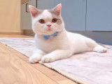 Mâle British Shorthair disponible pour saillie