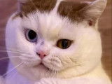 Mâle British Shorthair disponible pour saillie