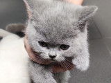 Chatons British Shorthair à vendre