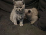 Chatons British Shorthair à vendre