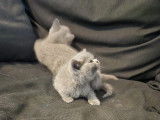 Chatons British Shorthair à vendre