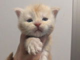 À réserver 6 chatons Maine Coons LOOF