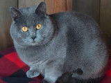 Un chat adulte Chartreux LOOF disponible pour une saillie