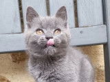 Un chat adulte Chartreux LOOF disponible pour une saillie