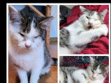 Disponibles à l'adoption : 2 chatonnes tigrées blanches