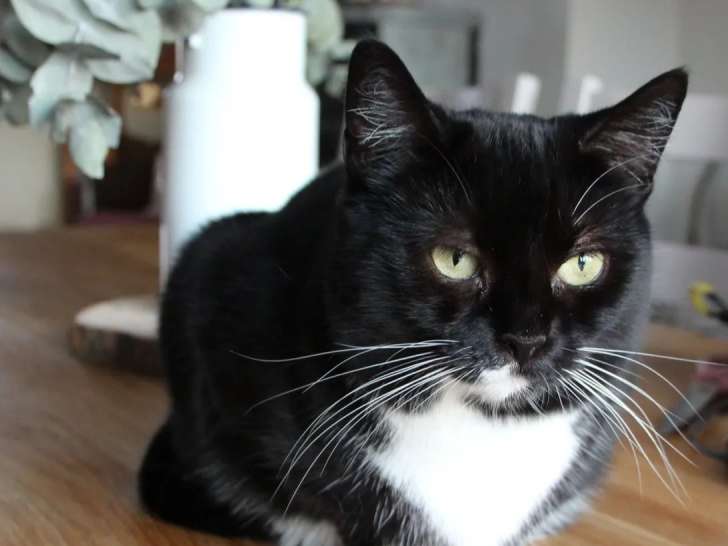 Chatte de 6 ans à adopter
