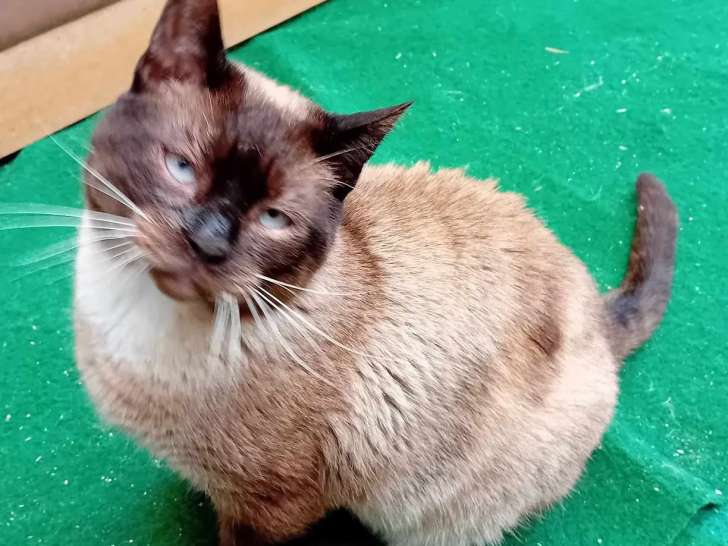 Chat tricolore disponible à l'adoption