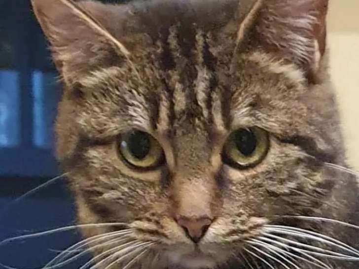 Chatte âgée de 3 ans en attente d'adoption