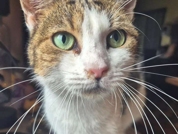 Chatte de deux ans en quête d'un foyer