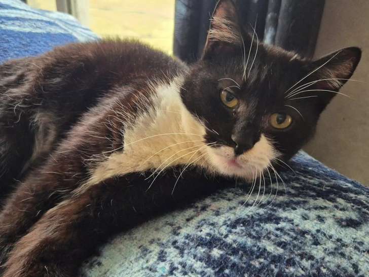 À adopter, chat noir et blanc