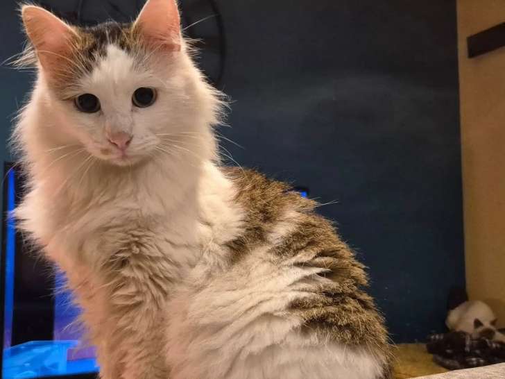Disponible à l'adoption, chat de 4 ans