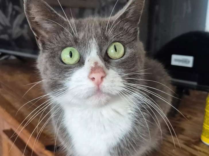 En attente d’adoption, chatte grise et blanche