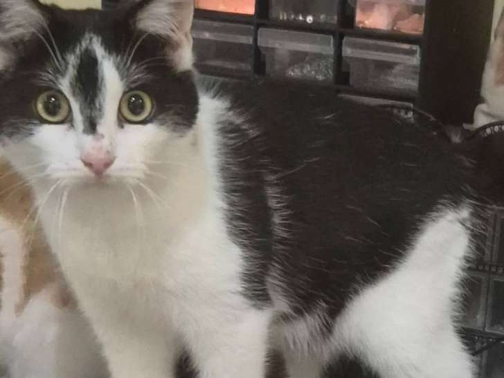 À accueillir : chaton mâle noir et blanc