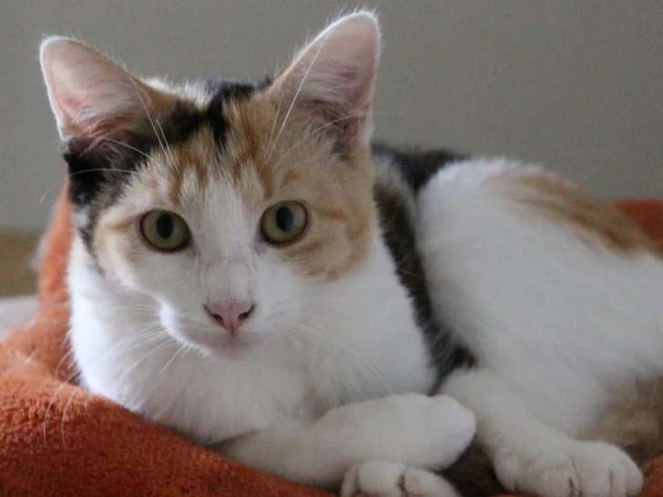 Chaton femelle de 11 mois à accueillir