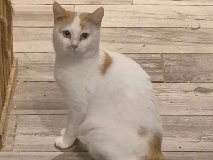 En attente d'une famille : chatonne de 9 mois