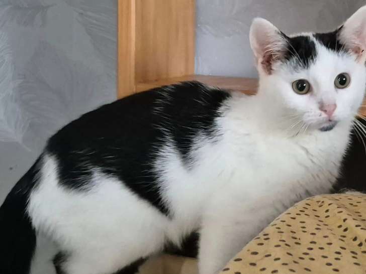 Chaton femelle noir et blanc en attente d'un foyer