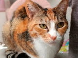 À adopter : chatte tricolore