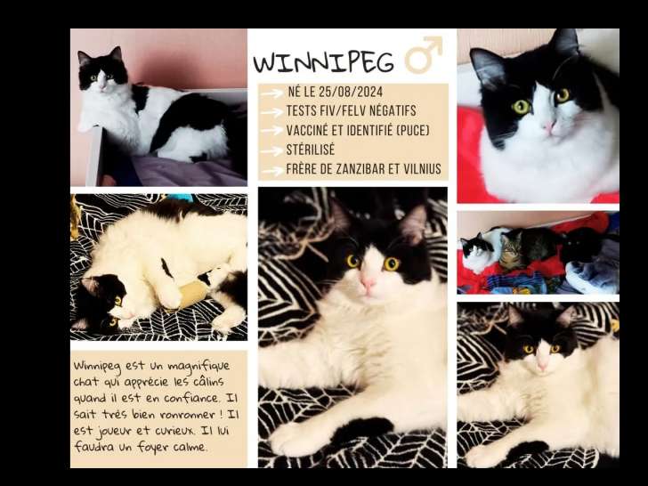 Chaton mâle de 6 mois disponible à l'adoption
