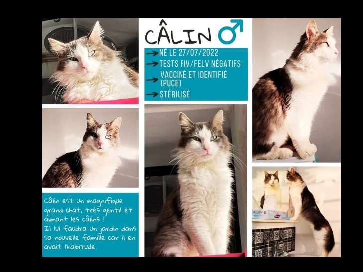 À adopter, chat tigré blanc