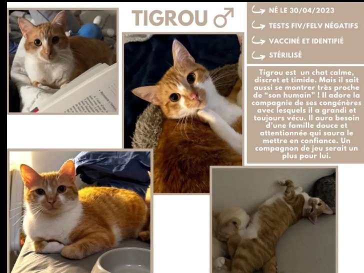 Disponible à l'adoption, chat roux et blanc