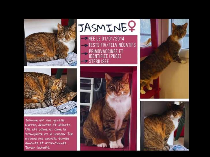 En attente d'adoption, chatte de 11 ans