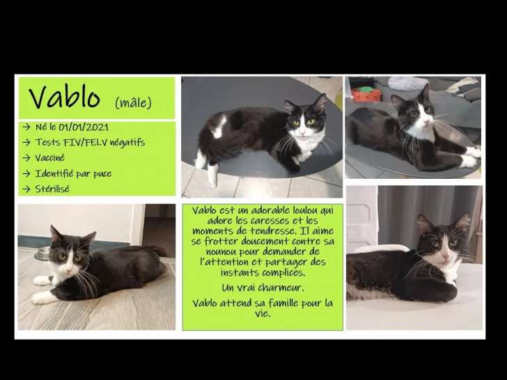 Disponible à l'adoption : chat noir et blanc