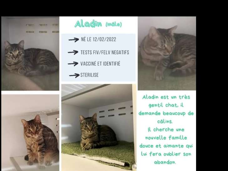 En attente d'adoption : chat tigré gris