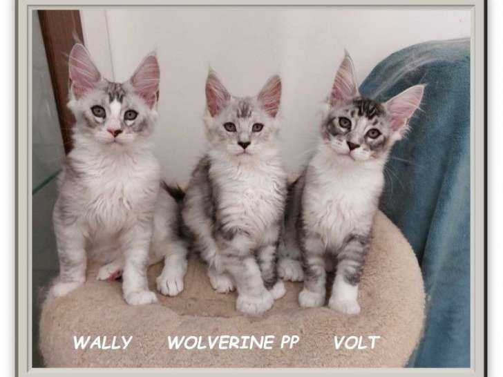 3 chatons mâles Maine Coon LOOF à réserver