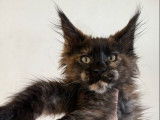 Chatonne Maine Coon LOOF disponible à la vente